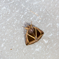 Chalciope mygdon