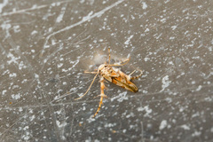 Stathmopoda stimulata