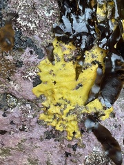 Halichondria panicea