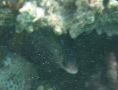 Neoniphon sammara