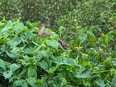 Gallicrex cinerea
