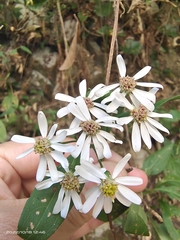 Aster ageratoides scaberulus