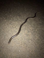 Elapsoidea sundevallii longicauda