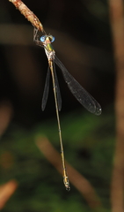 Synlestes tropicus