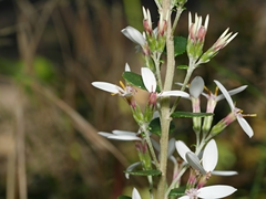 Olearia myrsinoides