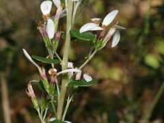 Olearia myrsinoides