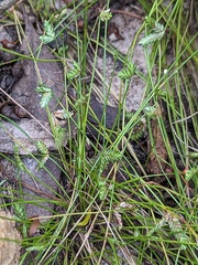 Isolepis levynsiana