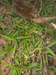 Ottochloa gracillima