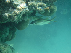 Neoniphon sammara