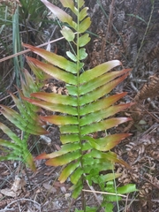 Telmatoblechnum indicum