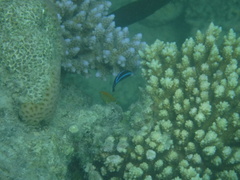 Larabicus quadrilineatus