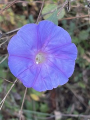 Ipomoea purpurea