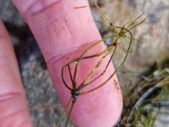 Chara australis