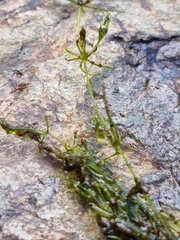 Chara australis