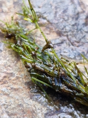 Chara australis