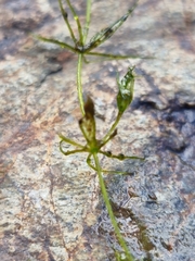 Chara australis