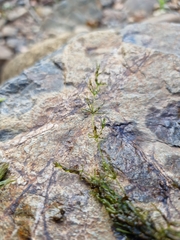 Chara australis