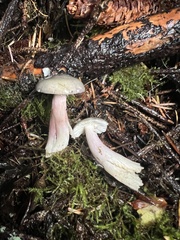 Russula gracilis