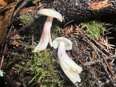 Russula gracilis