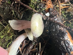 Russula gracilis