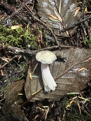 Russula gracilis
