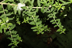 Ozothamnus rufescens