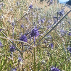 Eryngium ovinum
