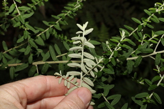 Ozothamnus rufescens