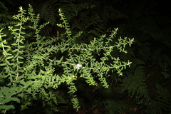 Ozothamnus rufescens