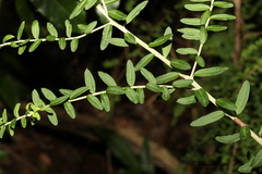 Ozothamnus rufescens