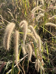 Cenchrus polystachios