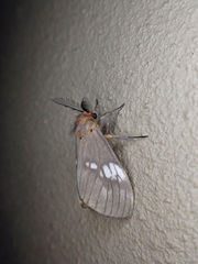 Palasea albimacula