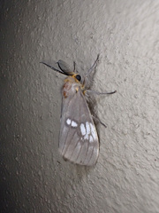 Palasea albimacula
