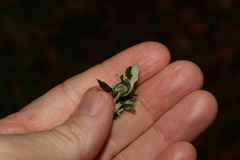 Ozothamnus rufescens