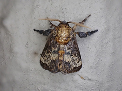 Scotinochroa inconsequens