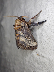 Scotinochroa inconsequens