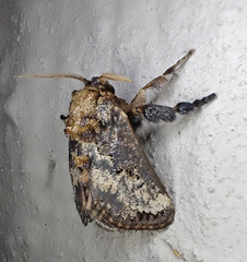 Scotinochroa inconsequens