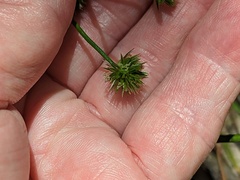 Juncus holoschoenus