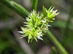 Juncus holoschoenus