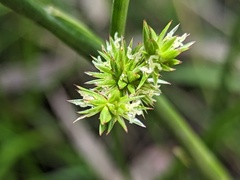 Juncus holoschoenus
