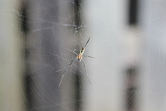 Trichonephila senegalensis