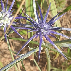 Eryngium ovinum