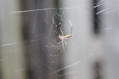 Trichonephila senegalensis