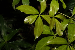 Cissus sterculiifolia