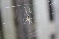 Trichonephila senegalensis