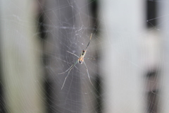 Trichonephila senegalensis