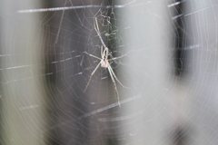 Trichonephila senegalensis