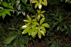 Cissus sterculiifolia