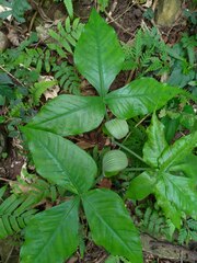 Arisaema ringens