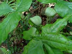 Arisaema ringens